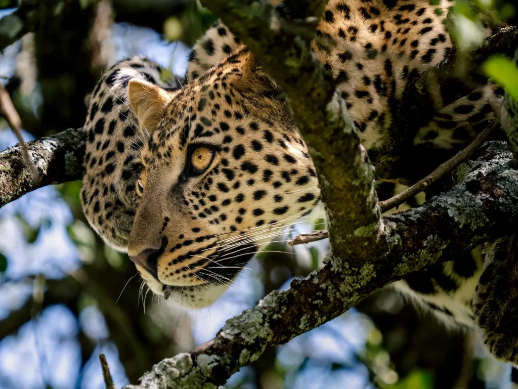 Leopard resting among tree branches in Tanzania
