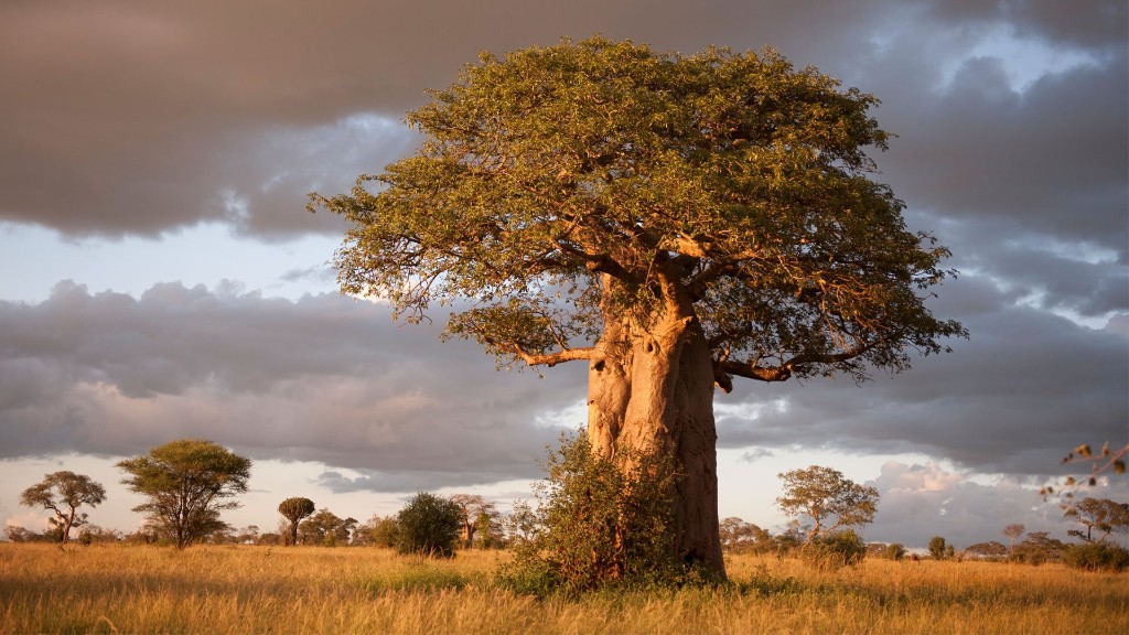 Baobab tree in Tarangire National Park at sunset
