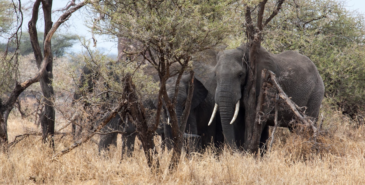 Elephant herd among trees in Tarangire National Park