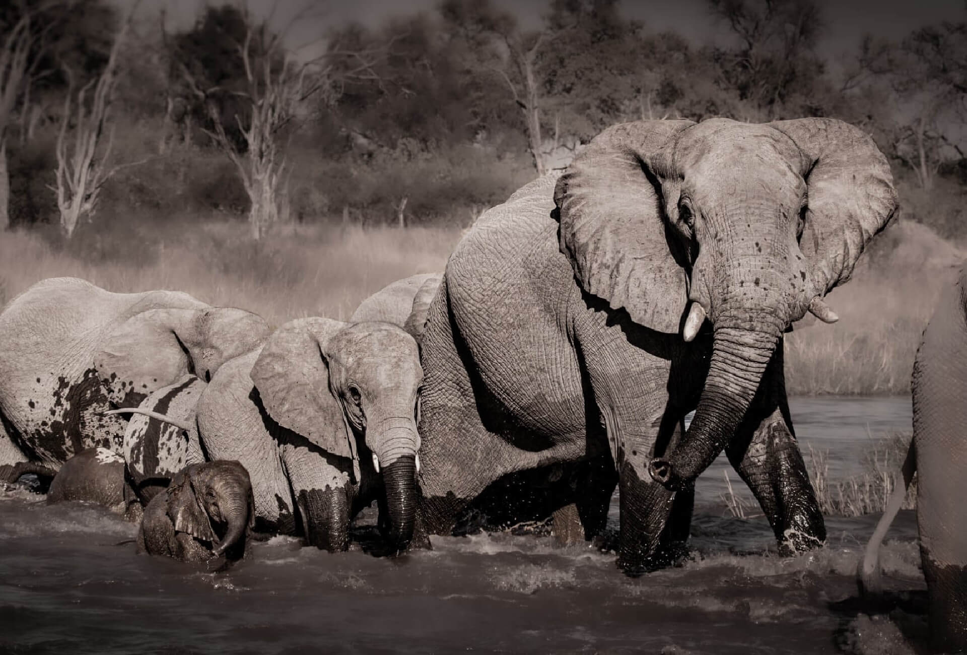 Herd of elephants crossing a river in the Serengeti