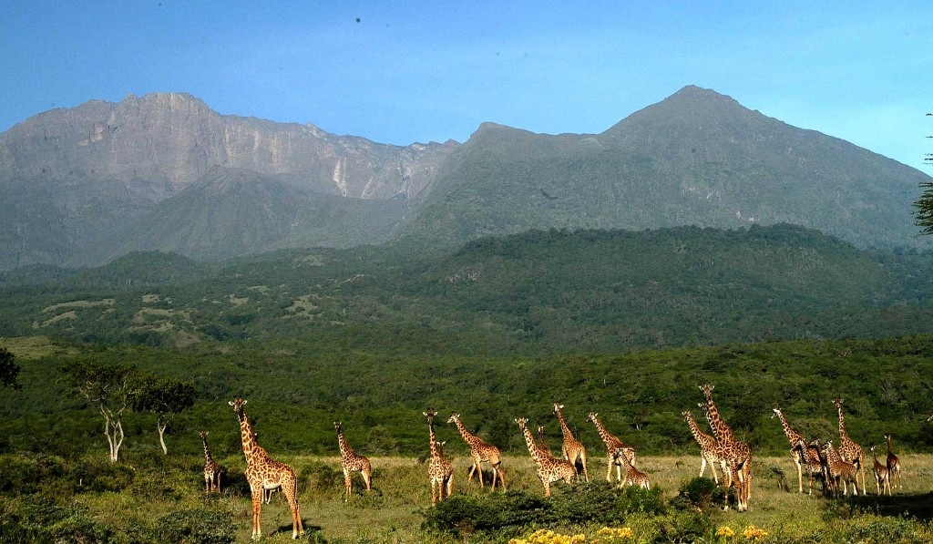 Giraffes grazing beneath Mount Meru in Arusha National Park
