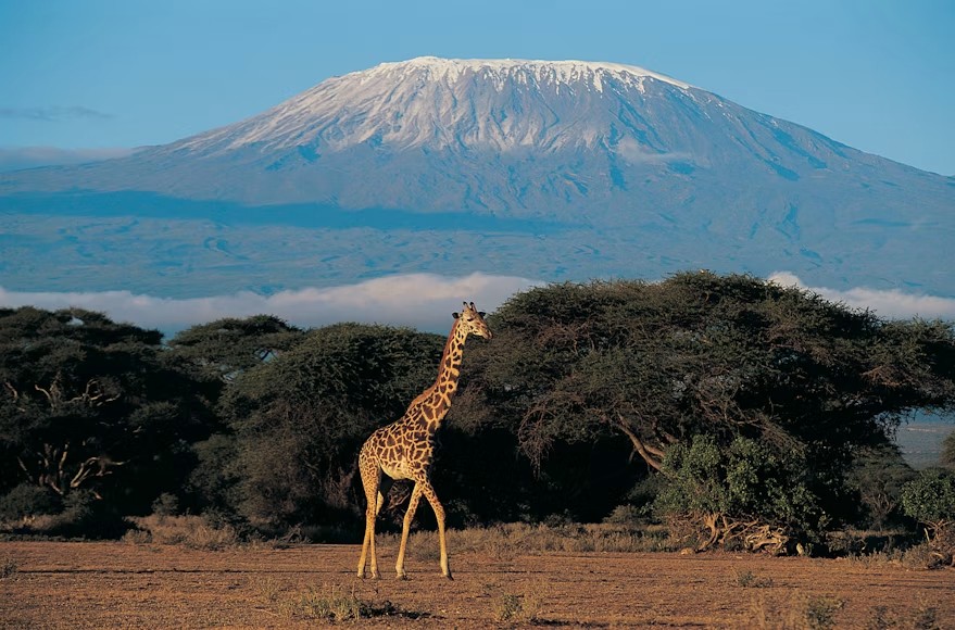 Giraffe on the savanna with Mount Kilimanjaro