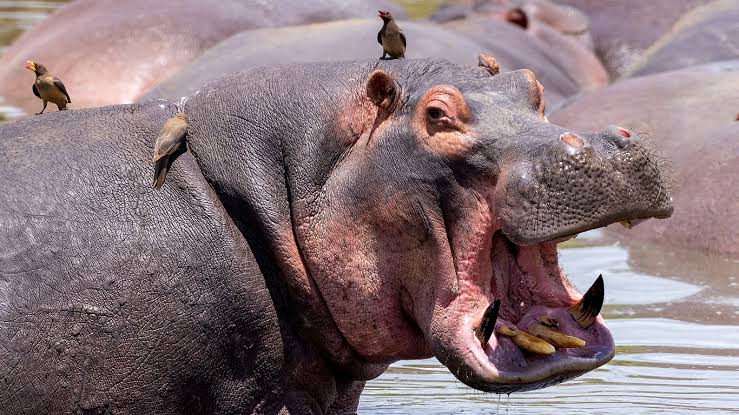 Hippo yawning at a waterhole in Serengeti National Park