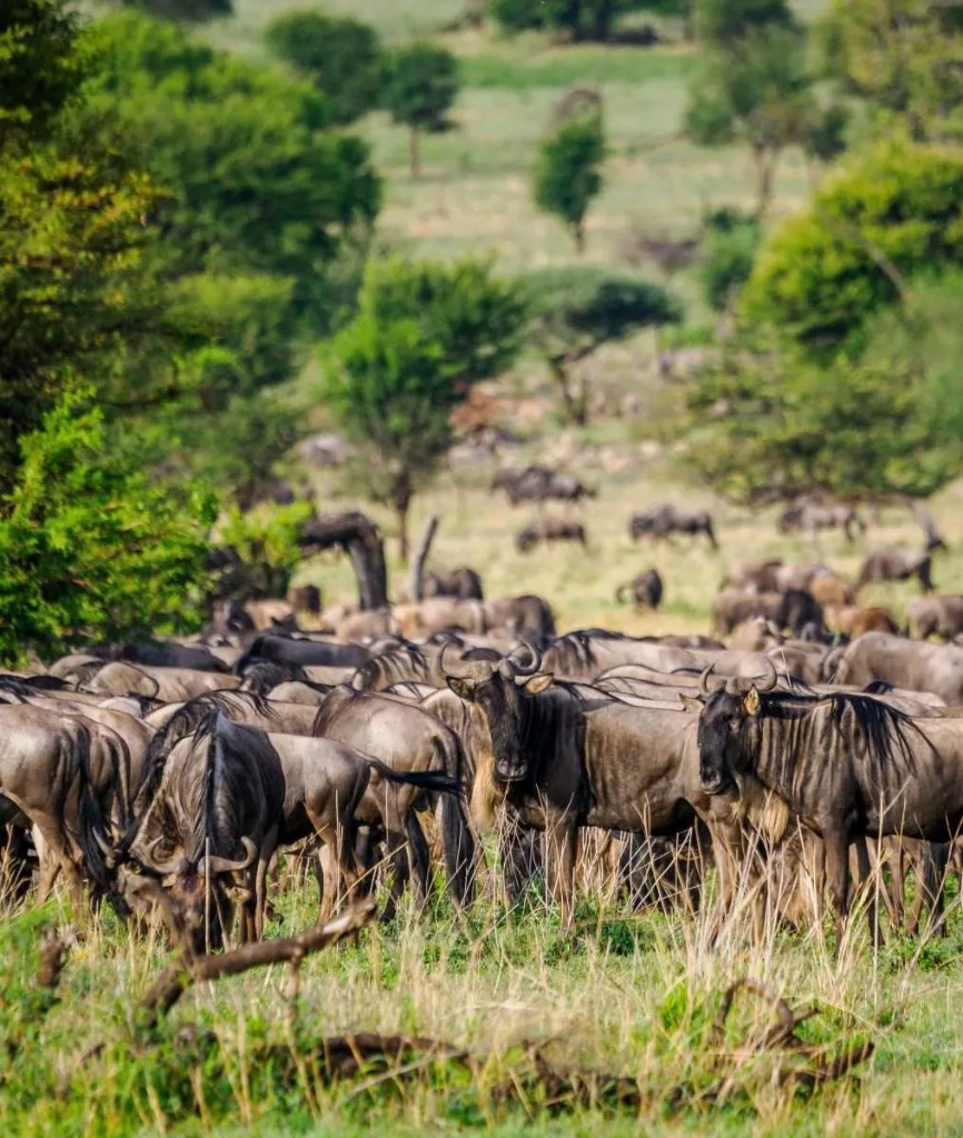 Wildebeest herd on the Serengeti plains during the Great Migration