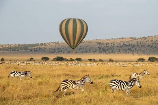 Hot air balloon safari over zebras on the Serengeti plains