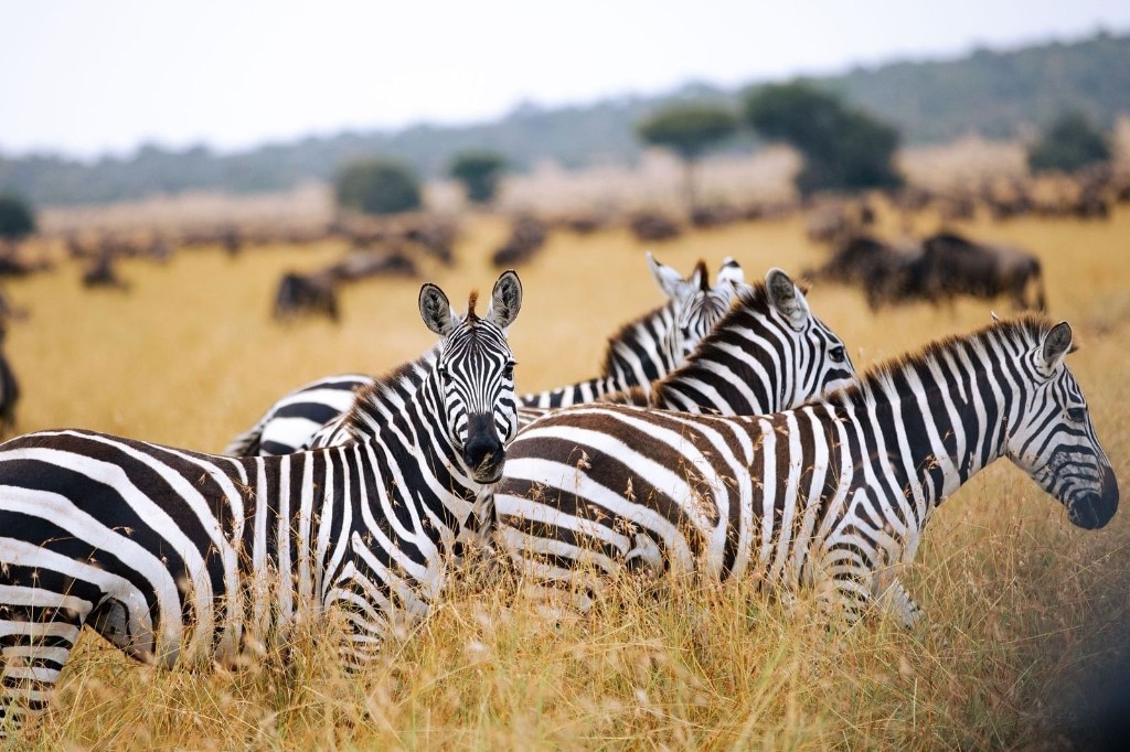 Zebras grazing on the Serengeti savanna with wildebeest in the background