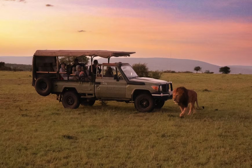 Male lion passing a safari vehicle at sunset