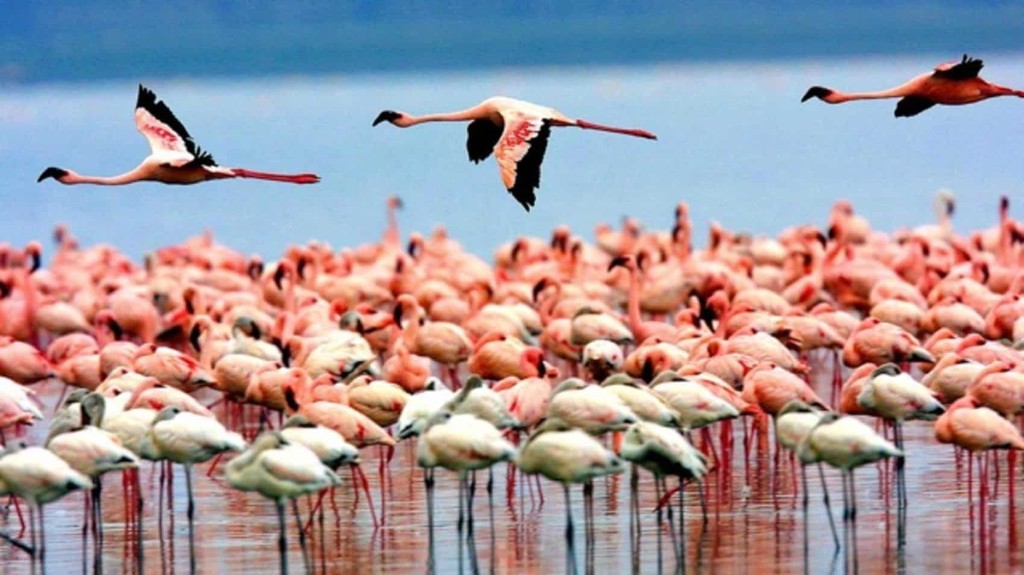 Flamingos and wildlife at Lake Manyara National Park