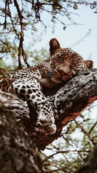 Leopard resting in a tree at Lake Manyara � Day 3