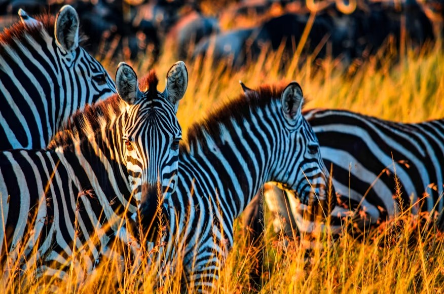 Zebras on the Serengeti plains at golden hour � Days 4 & 5