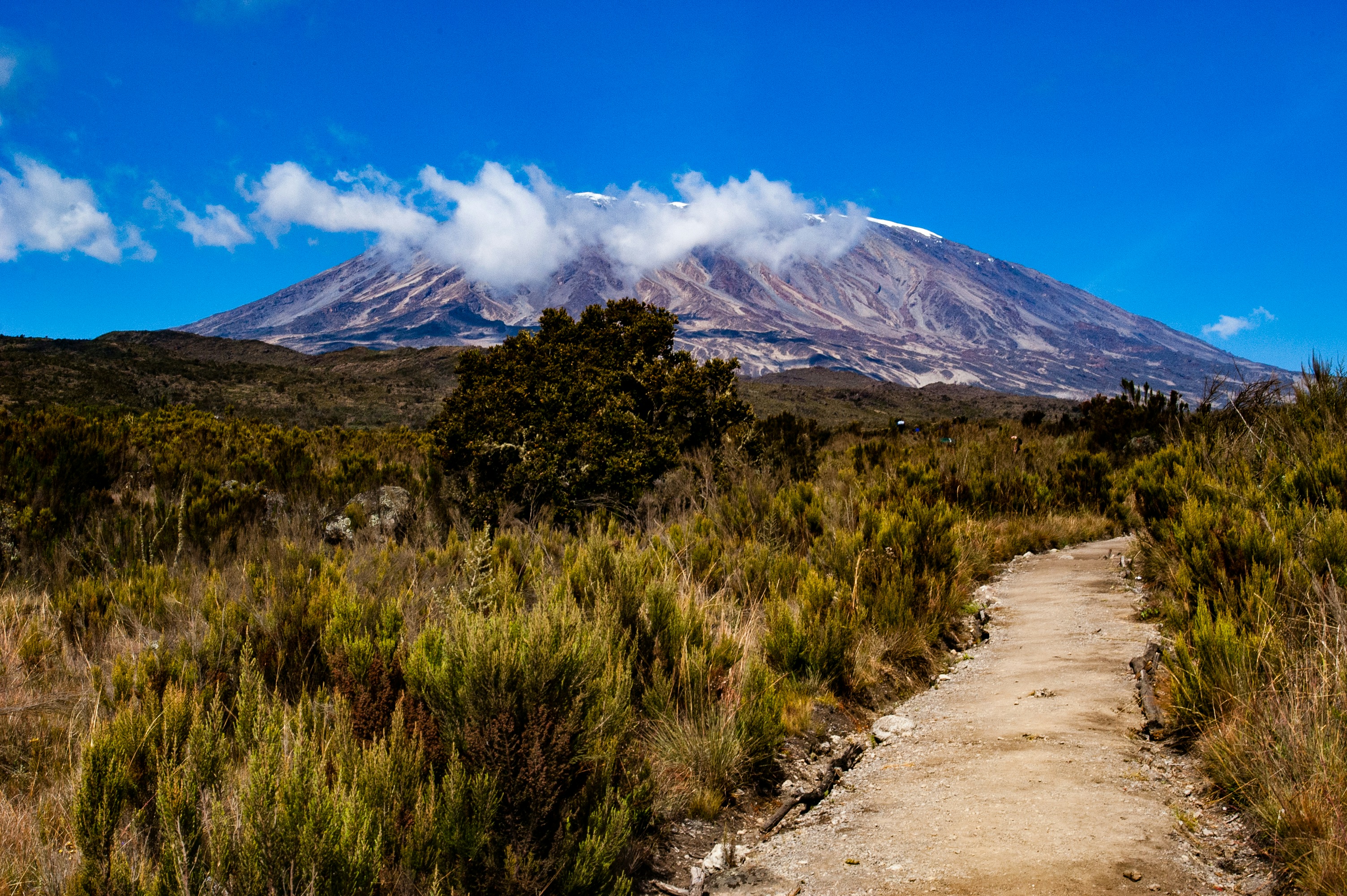 Dense rainforest and moorland on the Umbwe Route toward Kilimanjaro